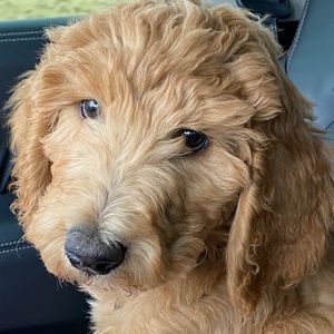 Meet your Posher, Tiffany